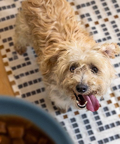 perro pequeño mirando un tazón de comida para perros