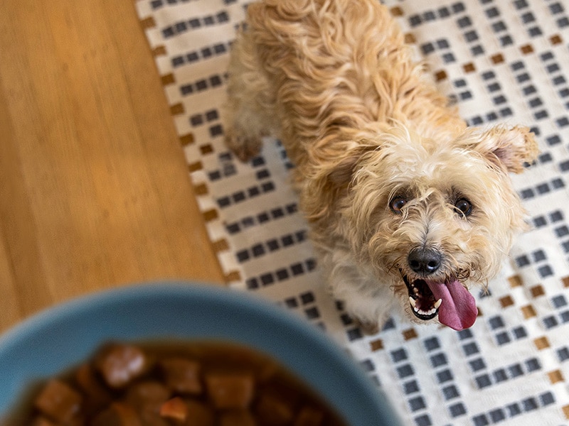 perro pequeño mirando un tazón de comida para perros