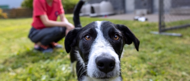 A black dog in a yard