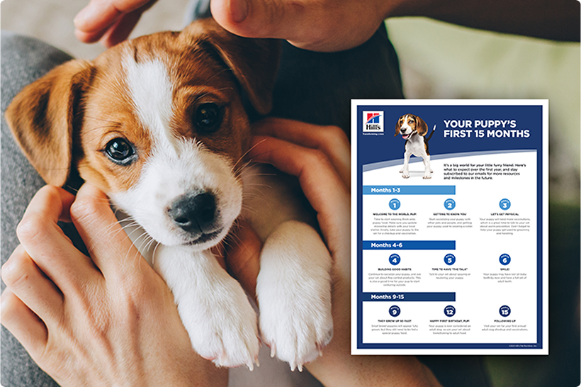 Un cachorro en manos de una persona y una guía para cachorros y un formulario informativo