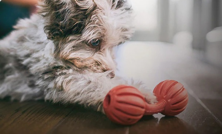 un cachorro blanco y negro mirando un juguete