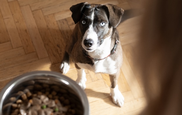 Perro mirando un tazón de comida sentado en el suelo