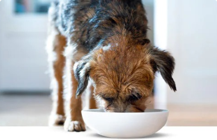 perro comiendo de un cuenco