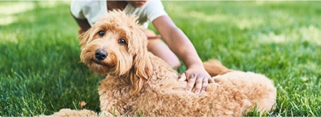 Niño acariciando a un perro en el cesped.