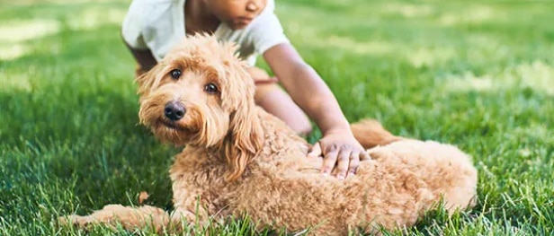 Un niño acariciando a un perro